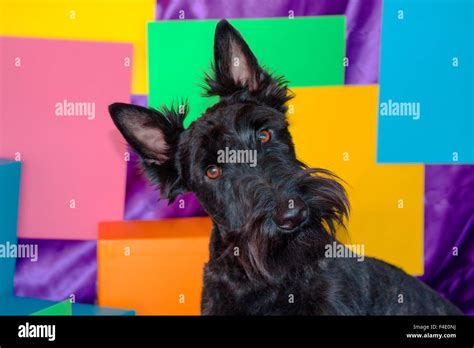 Scottish Terrier portrait in colors (MR Stock Photo - Alamy