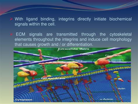 Extracellular Matrİx Ecm Cell Interactions Ppt Download