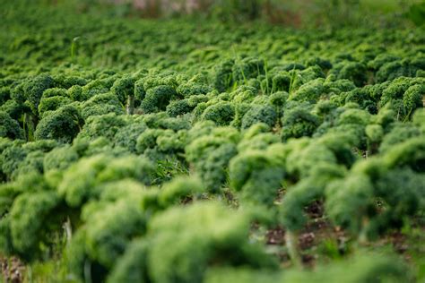 Establishing Networks Between Veg Growers And The Wider Industry Ausveg