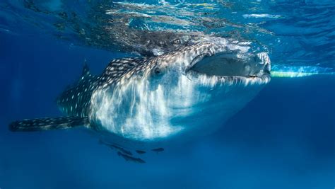 Great Whale Shark