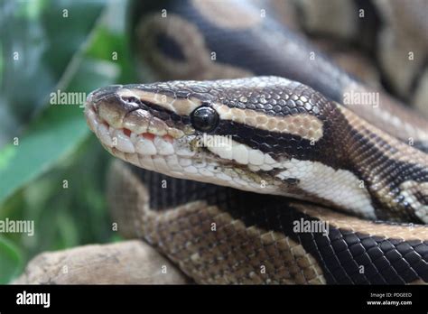 Python fangs hi-res stock photography and images - Alamy