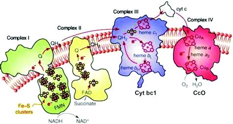 Electron Transport Chain Bacteria