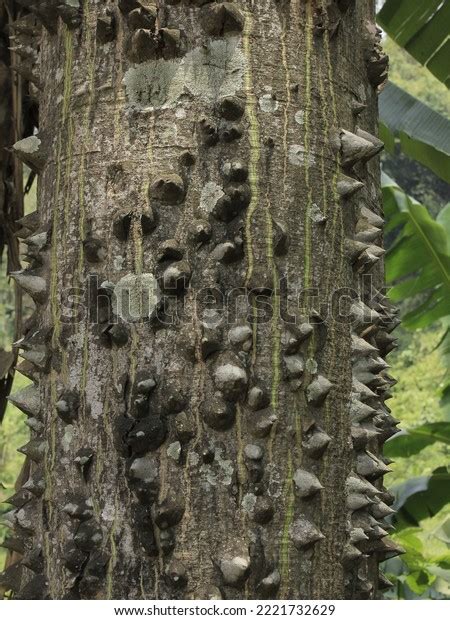 Kapok Tree Bark Texture That Old Stock Photo 2221732629 Shutterstock