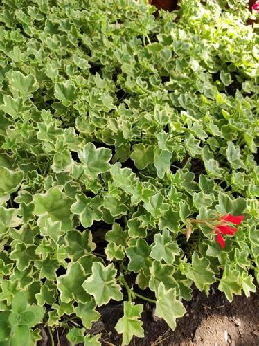 Hiedra Cardenal Variegada Planta Ornamental Flor