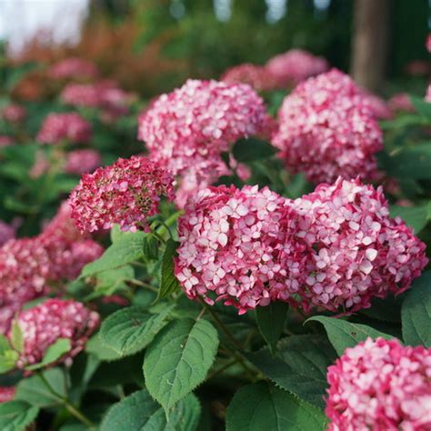 Red Hydrangea Varieties That Will Make Your Garden Pop - turnitup ...