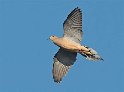 Paloma Huilota Celebrate Urban Birds