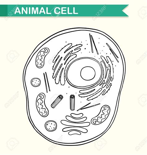 Animal Cells Drawing at GetDrawings | Free download