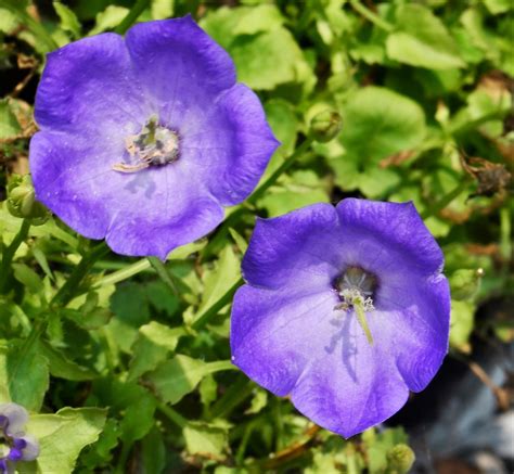 Bellflower Campanula Carpatica Rapido Blue From Hillcrest Nursery