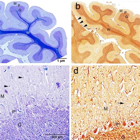 Histochemical Staining Showing The Camel Cerebellar Cortex A Silver