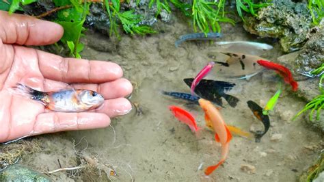 Mancing Ikan Cupang Ikan Hias Cantik Ikan Koi Ikan Komet Ikan Mas