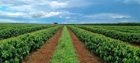 Caf Do Cerrado Mineiro Eleito O Melhor Do Mundo Revista Cafeicultura