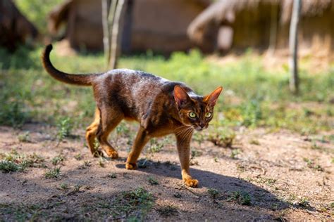 7 Abyssinian Cat Colors: An Overview (With Pictures) - Catster