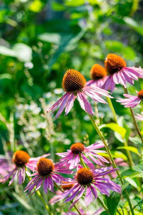 Blast Away Sickness The Natural Way Echinacea Spudca