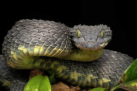 African Bush Viper