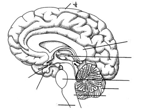 Biology 2201 Unit 3 Chapters 9 10 Long Answers Parts Of The Brain