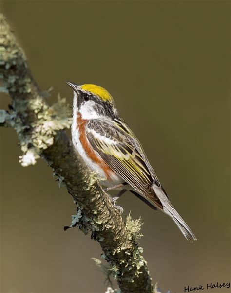 Chestnut Sided Warbler Union County Georgia Hank Halsey Flickr