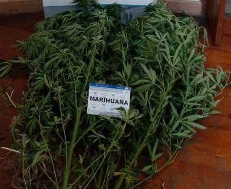 En Siete Allanamientos Secuestran Varias Plantas De Marihuana En