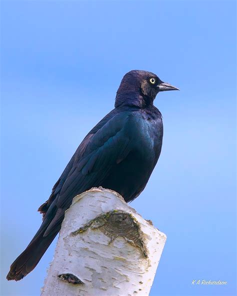 Male Brewers Blackbird Euphagus Cyanocephalus Brewers Flickr