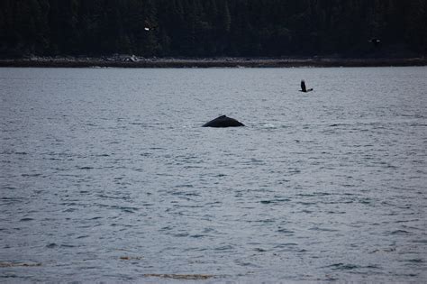 Images Of Alaska Whale Watching Auke Bay Phillie Phan Flickr