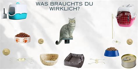 Erstausstattung F R Katzen Catify Blog