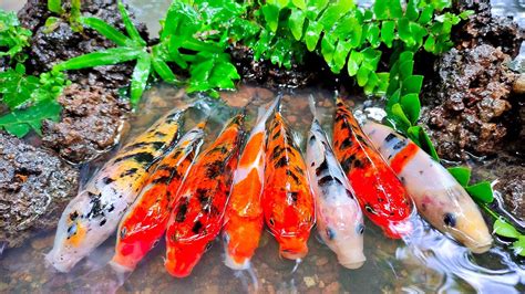 Menemukan Sarang Ikan Hias Ikan Koi Ikan Cupang Kepiting Ikan Mas