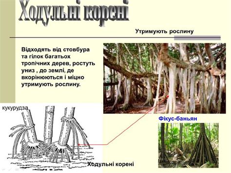 Презентація "Видозміни кореня"