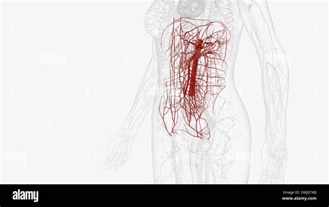 The Abdominal Arteries Arise From The Abdominal Aorta And Are Comprised