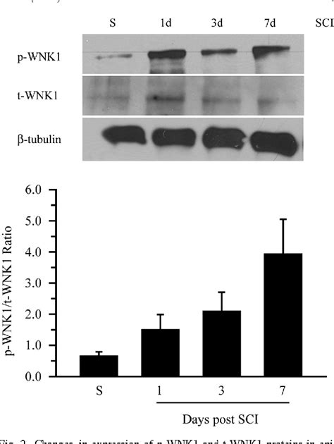 Figure 2 From Persistent Phosphorylation Of Nkcc1 And Wnk1 In The