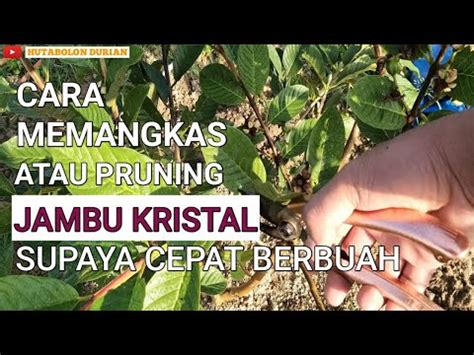 Cara Pemangkasan Pruning Pohon Jambu Kristal Agar Berbuah Banyak Dan