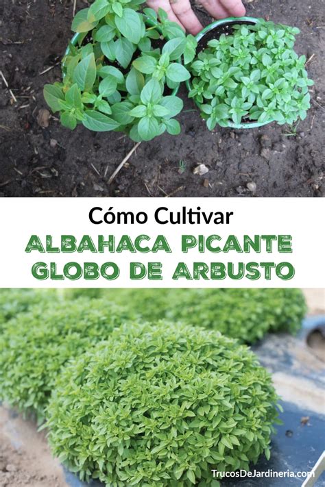 C Mo Cultivar Albahaca Picante Globo De Arbusto Trucos De Jardineria