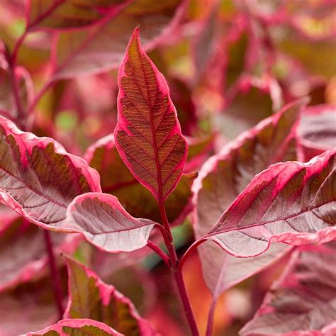 Купить Дерен белый Miracle - Дерен - GardenPlants