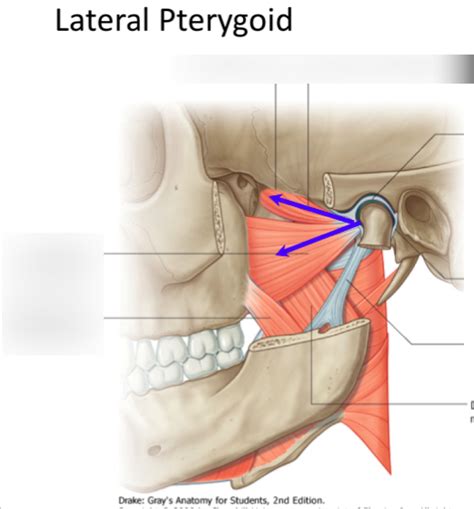 Lateral Pterygoid Diagram Quizlet