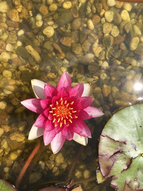 Nuphar Lutea Pond Blossom - Free photo on Pixabay - Pixabay