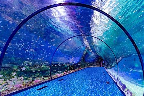 The National Aquarium Abu Dhabi Tripadvisor