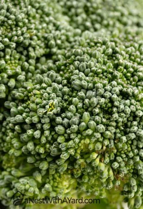 How And When To Harvest Broccoli In 2024 A Nest With A Yard