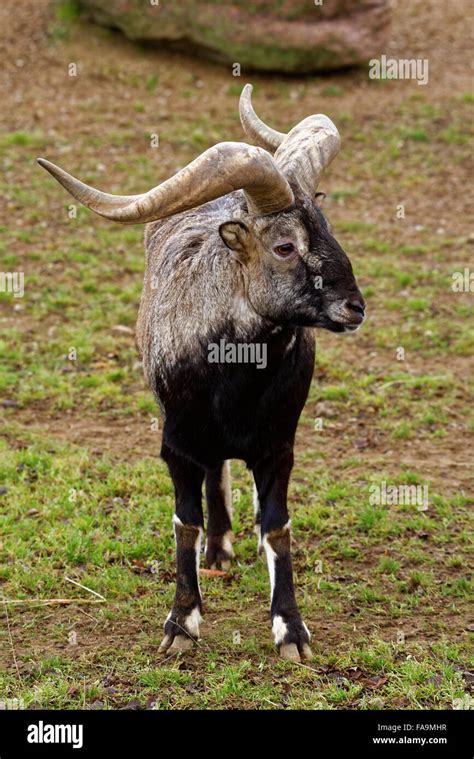 Bharal Or Himalayan Blue Sheep Or Naur Pseudois Nayaur Is A Caprid