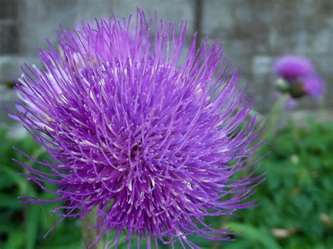 Cirsium Helenioides Asteraceae Twacar Flickr