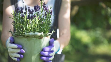 Lavender in Pots | How to Grow and Care For It? - School of Garden