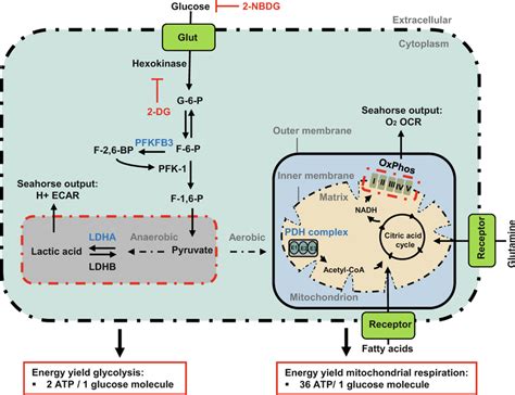 The Coupled Stages Of Cellular Respiration Glycolysis