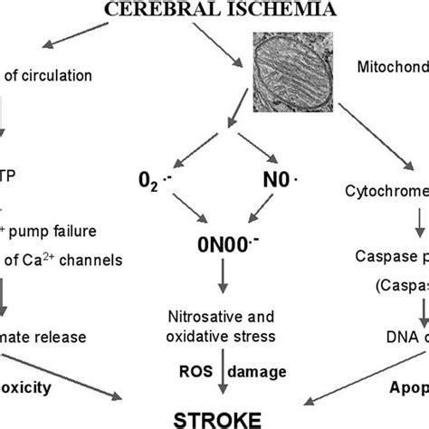 Production Of Oxidative Nitrosative Stress And Their Effects