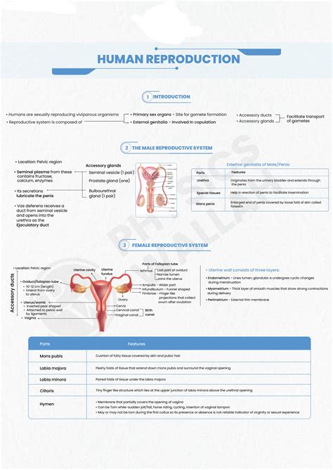 SOLUTION Human Reproduction Part 1 Mind Maps NEET Studypool