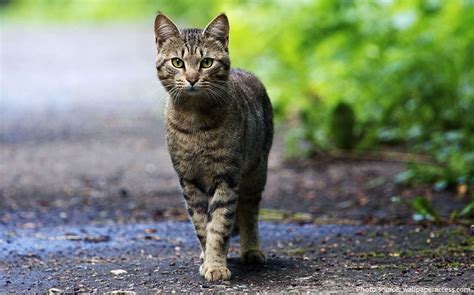 Interesting facts about tabby cats | Just Fun Facts