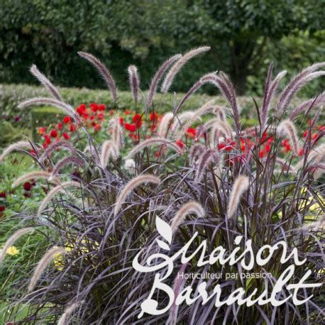 Pennisetum X Advena Rubrum Cenchrus X Cupr