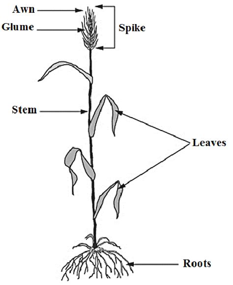 Morphology Of Wheat Plant Showing Spike Head Download Scientific Diagram