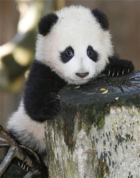 Panda Pictures Cute Baby Panda Pictures Pandas Zimbio Baby