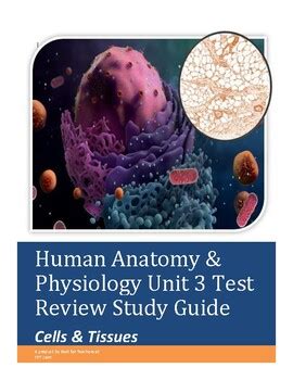 Anatomy And Physiology Unit Test Review Study Guide Cells Tissues