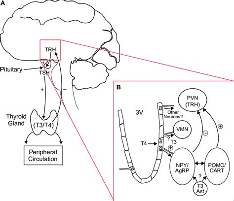 The Hypothalamo Pituitary Thyroid Axis And Feedback Mechanisms A