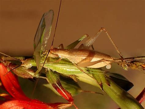 Oecanthus Californicus Oecanthus Bugguidenet