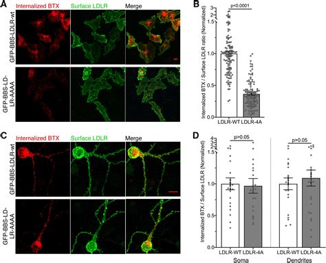 Evidence For A Clathrin Independent Endocytic Pathway For App Internalization In The Neuronal