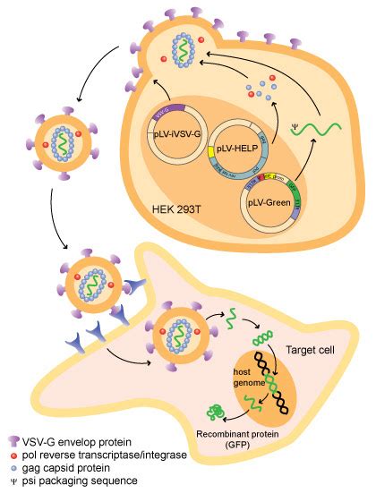 celebrity image gallery: Recombinant Protein Expression